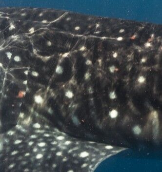 54aac2c7-9429-440e-b920-d53de1402993