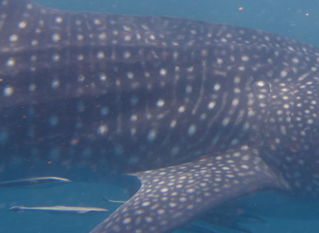 e2507fff-9727-4036-8a0d-b105d0dd1905