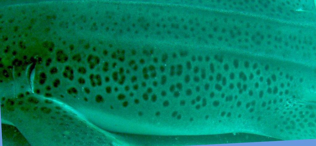 e2ff55ac-e202-46f9-a81b-0a82007ef012