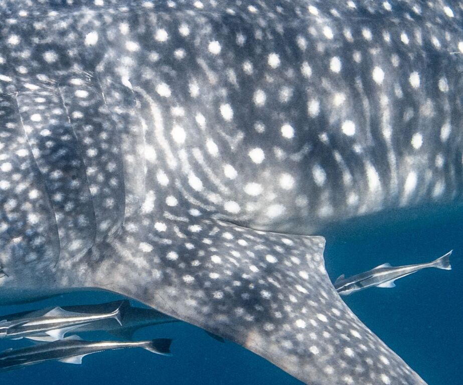 069bb928-2b40-4a6b-9663-bc15429e0d0c