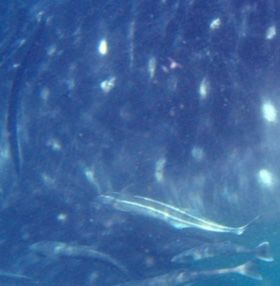 520a52fc-f621-44e9-9572-f2a953bca39f