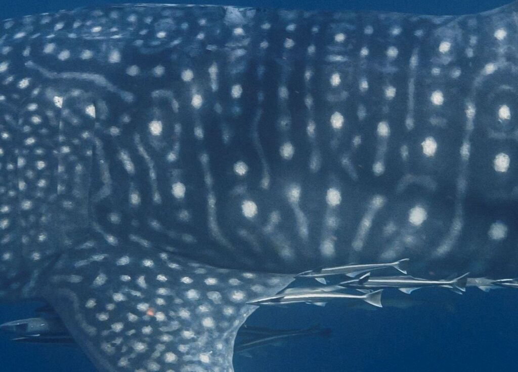 01bbc2ad-0df2-4e0c-bef5-8cd9f14cc6f6