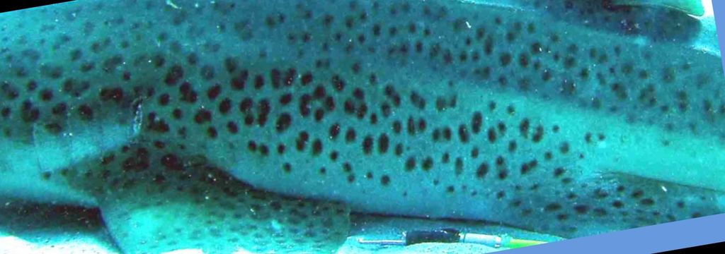 38f77a2e-e3ab-4517-8566-99b45d33981c