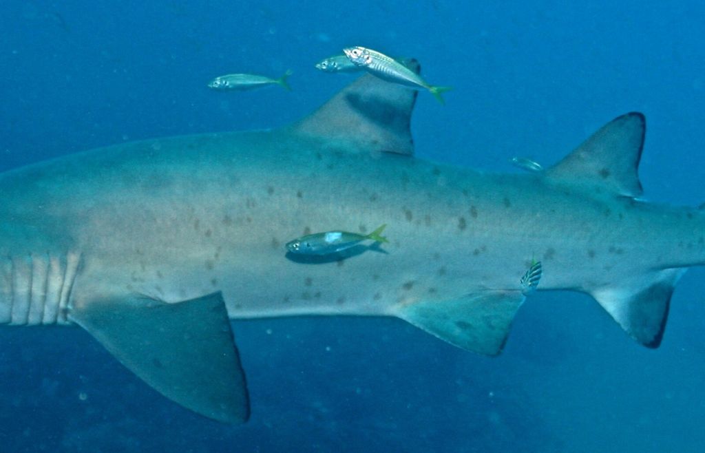 75cc0954-3665-4008-8504-09f941cf582e