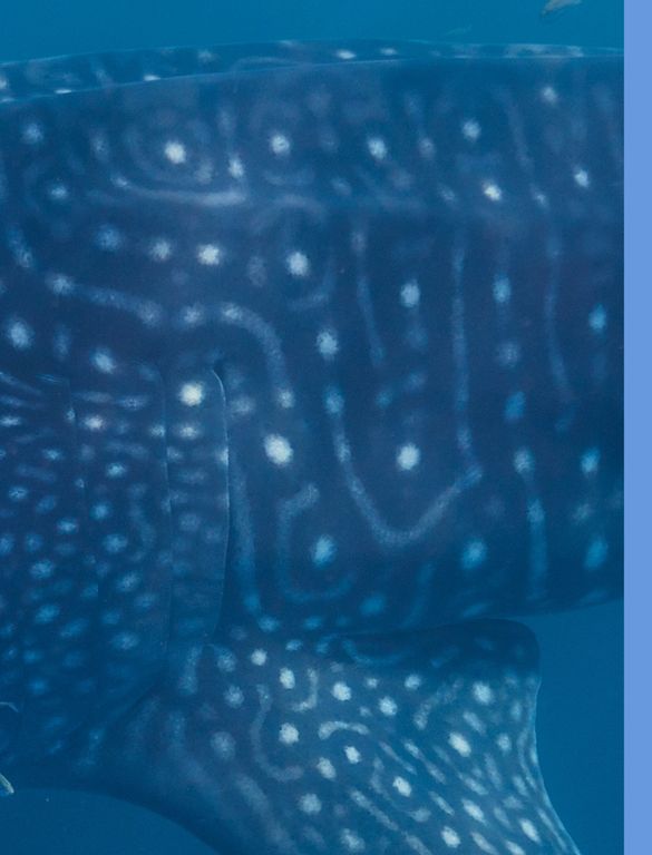 0d44e2f9-aba8-4bba-b50d-c39597431073