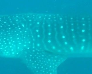 64313317-f7f2-4368-a0c1-f18d23a4a217