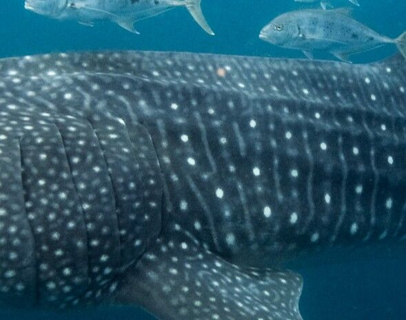 4f77b77b-2d91-420a-9246-4a040e3d437f