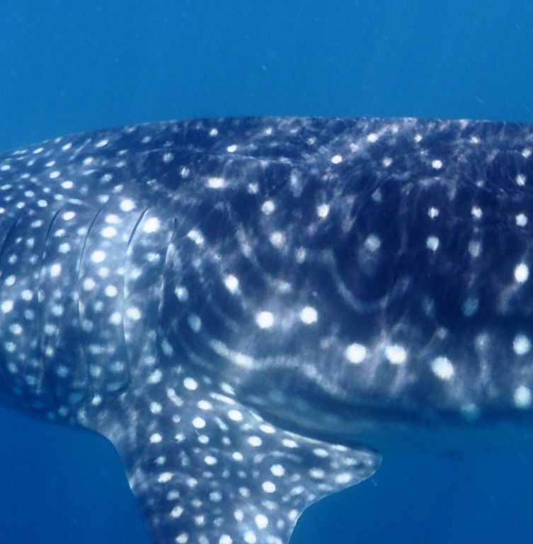 4481c4a8-c404-4578-a7ac-ff1d79fe9988