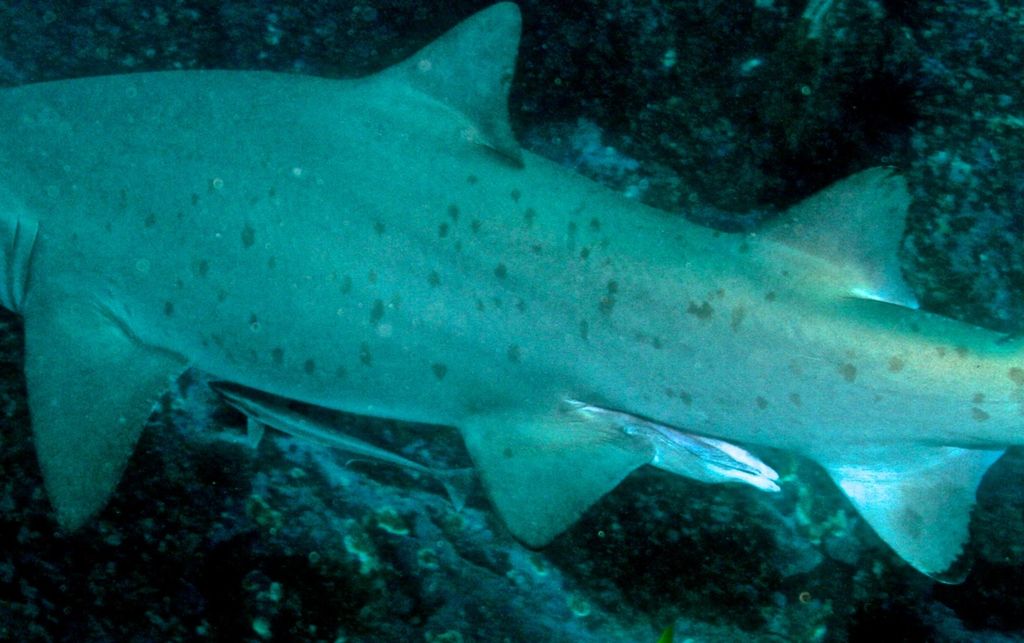 e1485bf3-41c8-42bb-8cbe-06aebc010a34