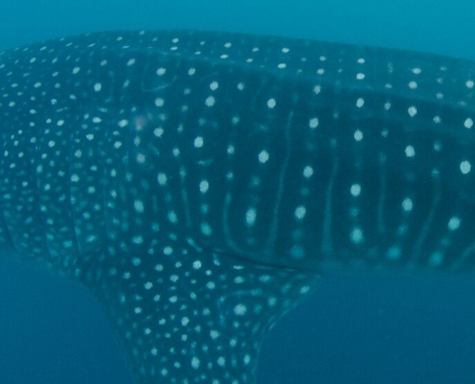 033708c4-e2bd-40d9-a4bb-bf510d574937