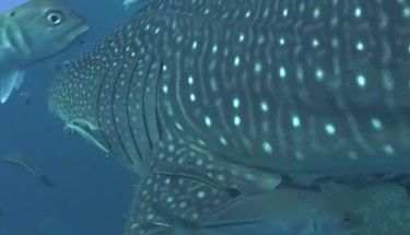 d6c4489c-6467-440d-9bd6-28b6ffdae0b1