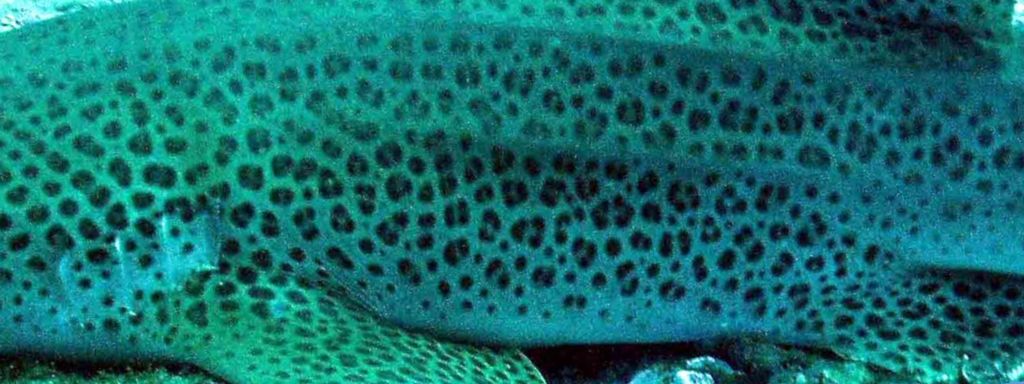 31502c34-9670-41cb-bed0-f30962d627bb