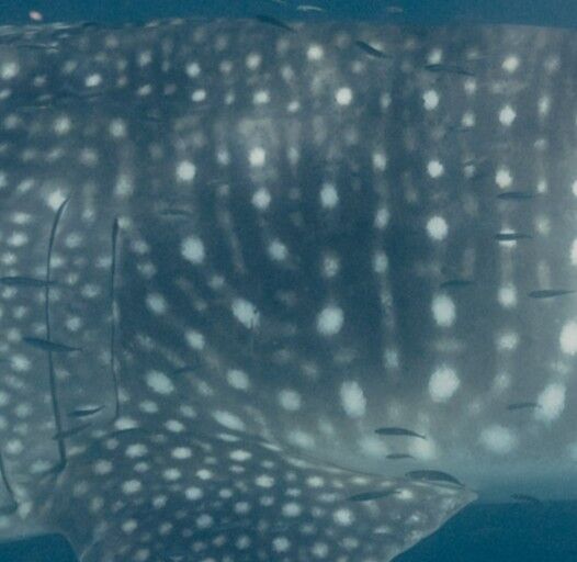 223cf800-31dc-4628-bf0c-dc4b07aeebda