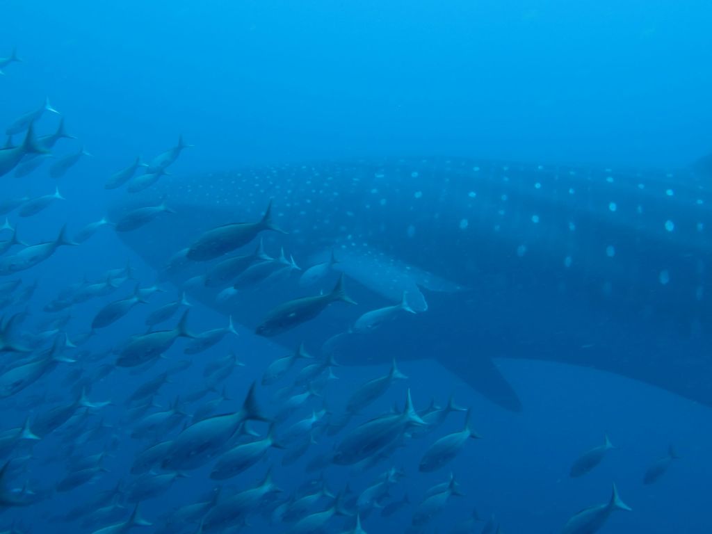 ef56b7aa-6cc1-4b0a-a960-b3d1c7b0fed0