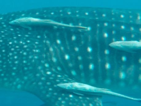 a8ee5a16-7028-4508-83c1-f9c9e9e3a0da