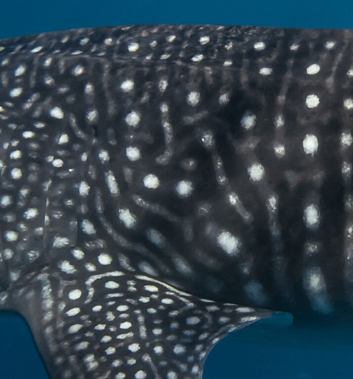 a5bbee6e-f9e9-4569-a931-93d164518f8c