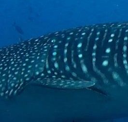 f04395df-d142-4198-91a9-d444ea84c952