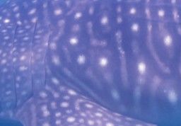 ab0229d3-a5d4-44e9-80ce-f27f9f865f3a