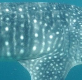 86d61707-53e0-4090-ab92-1e9d20263597