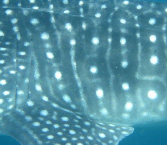 575c2cdc-b1f1-48d8-9fd1-eedfd62dd161