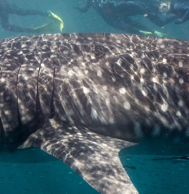 295a5ae7-83cd-4501-a92f-94f4a780db0e