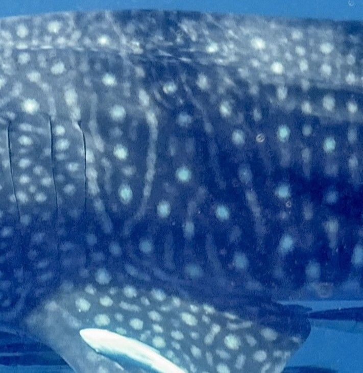 6c3cb173-e91f-4bd2-8123-f10de6623672