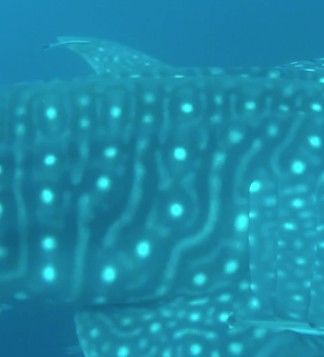 bf1547bd-6262-430e-9b28-a02256f495fa