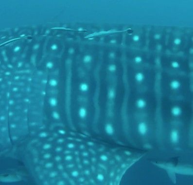 bf1547bd-6262-430e-9b28-a02256f495fa