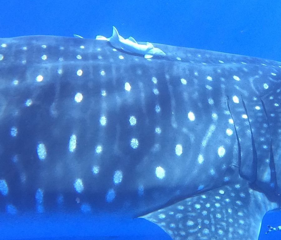 de5d7324-0e42-41a4-ae16-1a6acdacdd25