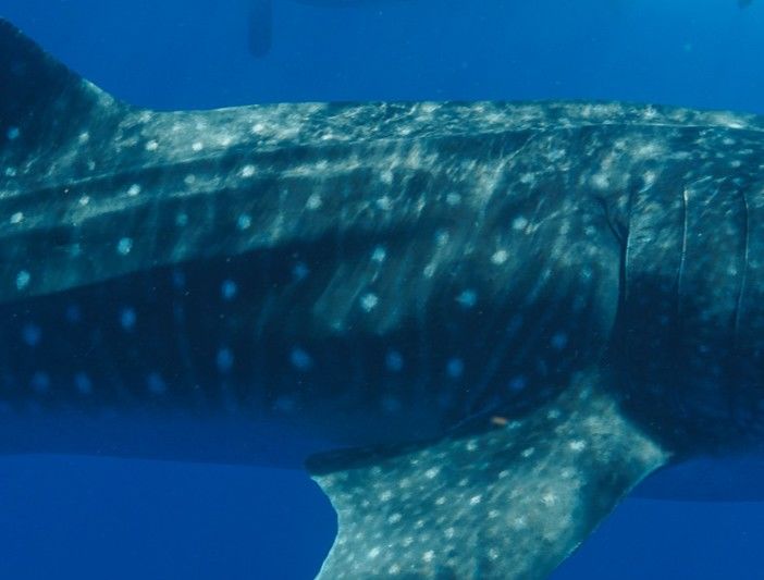 c615ad1c-0e05-49ec-9340-86110d8fd737