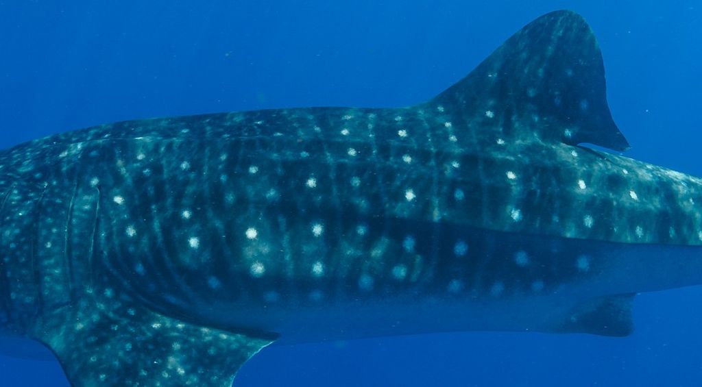 c615ad1c-0e05-49ec-9340-86110d8fd737