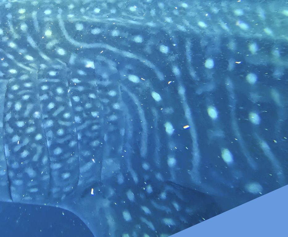 2e0f0857-f39b-4173-80a7-9affdad7f914