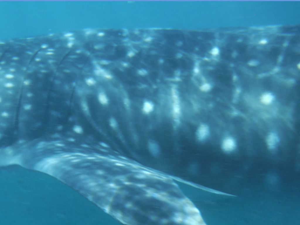 bc5be5da-f8d5-4990-b7b8-3f2422d5f09c