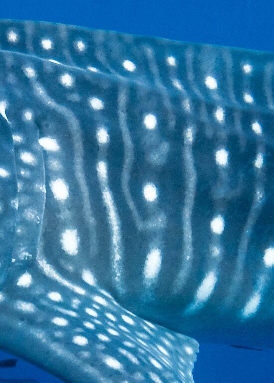 087852bd-69c8-4cb9-bfd0-ddb1a047c319