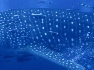 39a6fba5-2729-40f0-bff2-68769240eac7