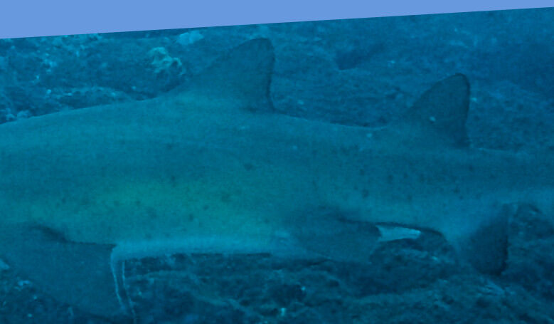 a925f580-858a-4d14-9c8d-62ef9c053204