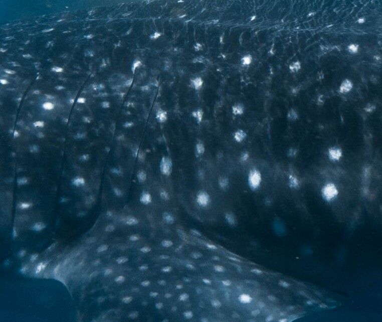 1741e20e-d965-4b0e-9c61-66d6b96e5dce