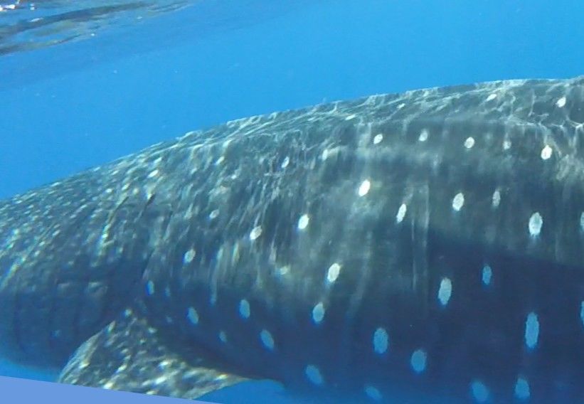 205313cb-7aee-4c4c-9713-89a1a9a86926