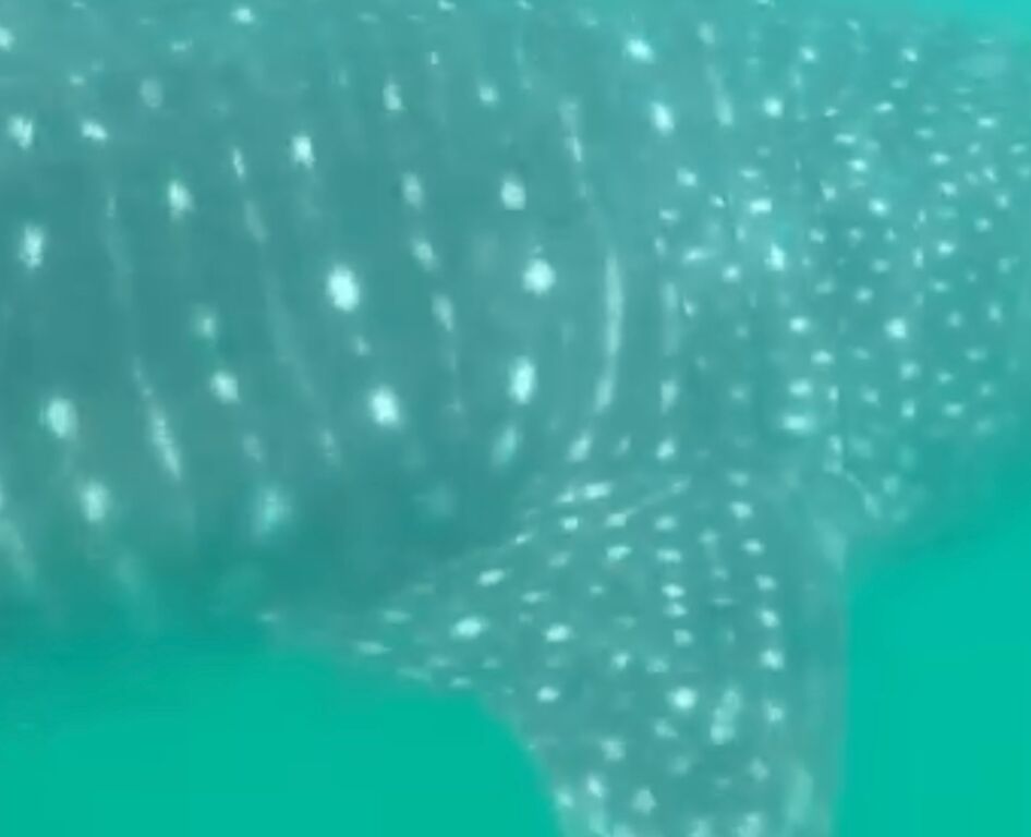 5ae67e65-1b14-4534-a9b3-e18c69fb33b4