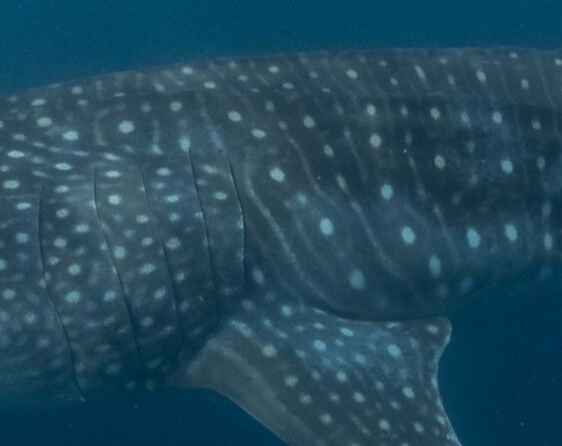 1f2ac99f-8573-4ab4-a4c2-14a8f3c7ac02