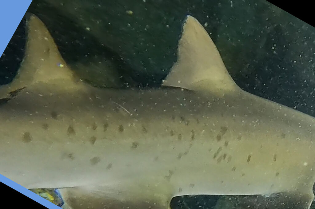 483c90d2-fbc6-4ab0-8a47-259ee04f7d83