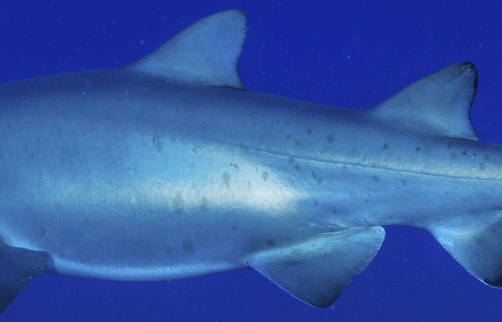 9aff1249-9c45-4316-b785-3befa534bb52