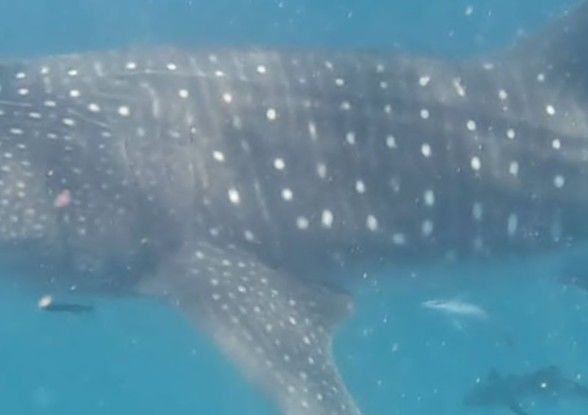 dcc11c25-a059-480d-9450-fff09feb99ea