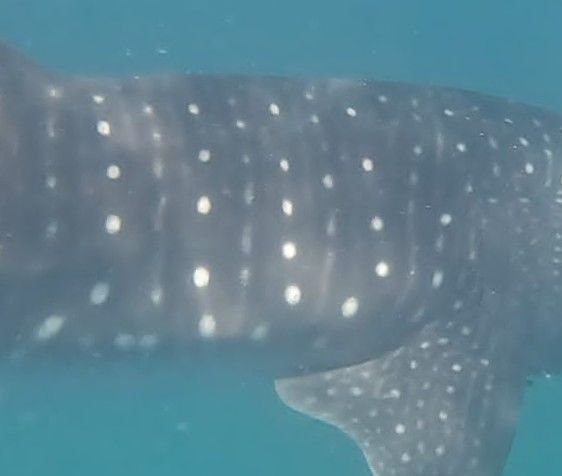 dcc11c25-a059-480d-9450-fff09feb99ea