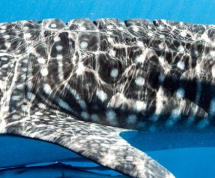 212cb913-47c7-4181-8945-054d8ab3c352