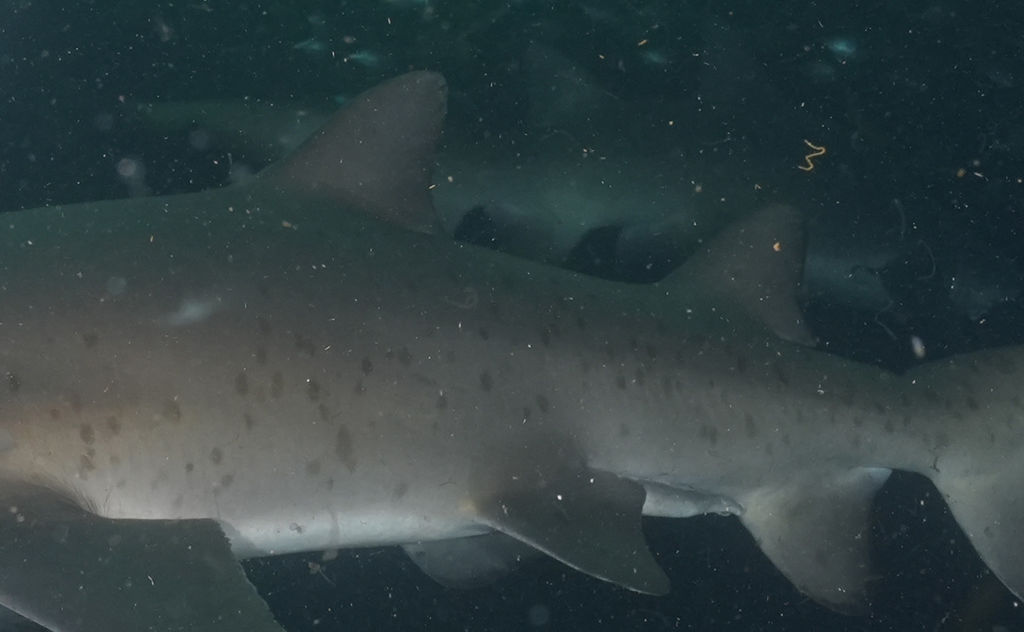 87533f60-cbab-4cc8-b98e-a956b3950df9