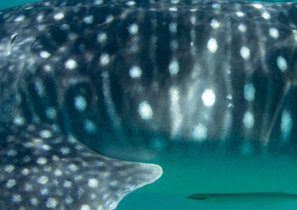 bada7444-1cce-4166-9b37-bea50a8a791a