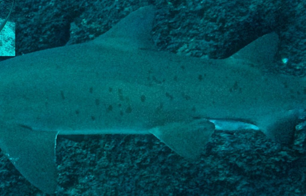 e99e226b-1c4f-4ed0-9761-b7c7152bf463