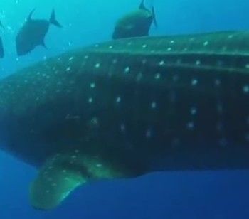 203deeb5-59f6-439a-99fa-8fdd01d6ad94