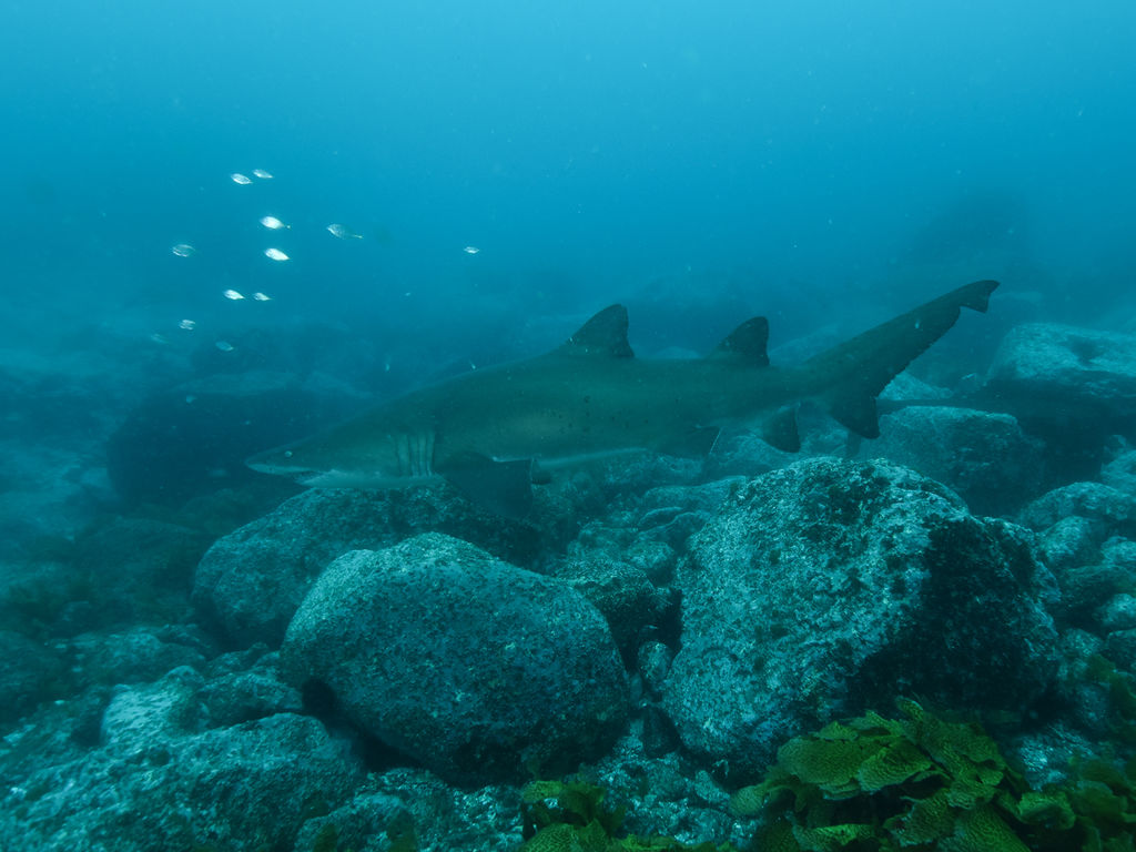 84e099ed-4f16-4d70-b826-4c666d1e7959